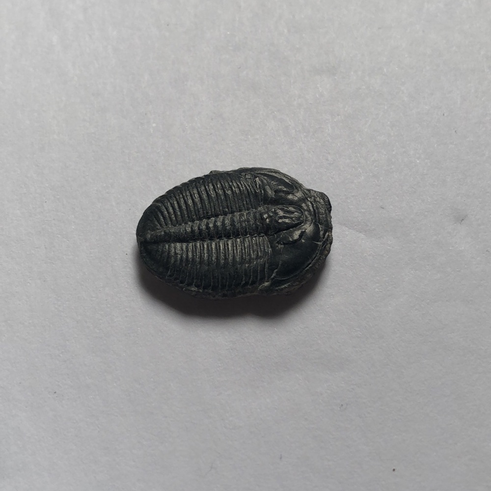 REAL fossil